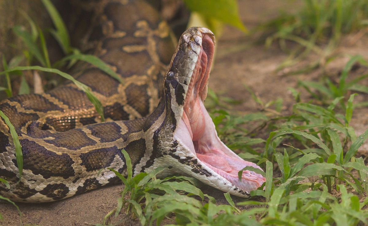 Read more about the article 10-Foot-Long Indian Rock Python Rescued From Residential Society In Agra