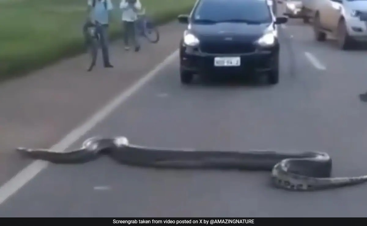 25-Foot Anaconda Crosses Brazil Road, Brings Traffic To Standstill