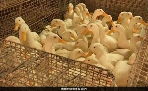 Read more about the article WHO Confirms Human Case Of Bird Flu In India. Know Symptoms And Precautions