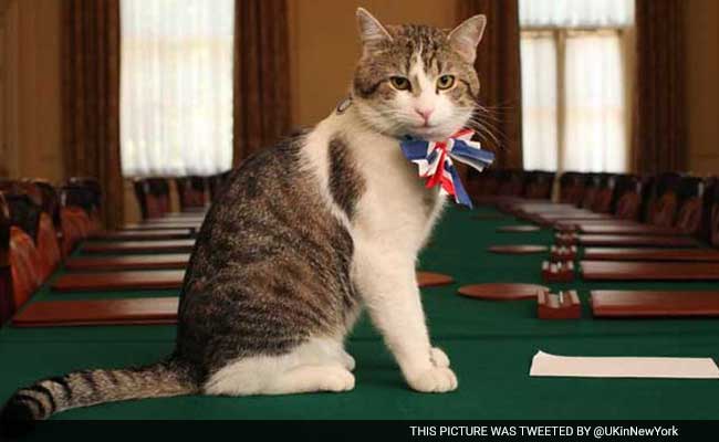 You are currently viewing Larry The Cat Awaits Sixth Prime Minister As UK Election Nears