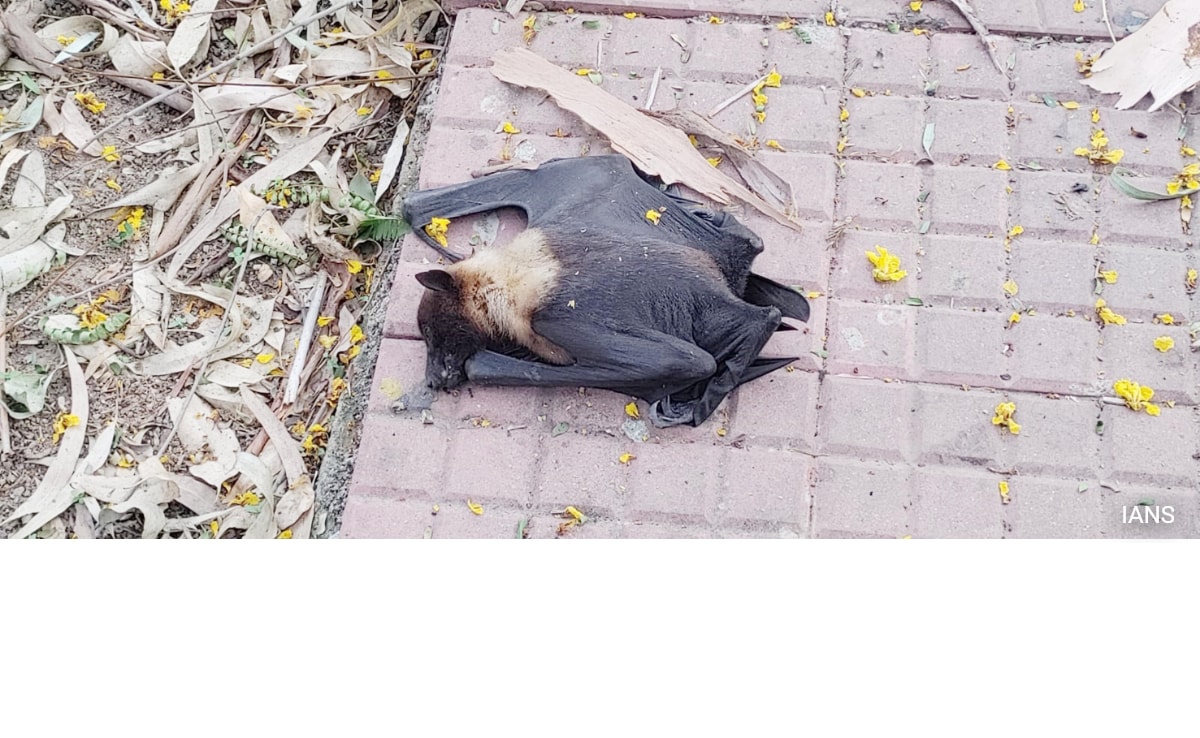 Read more about the article In UP's Kanpur, Bats Are Dropping Dead Due To Intense Heatwave