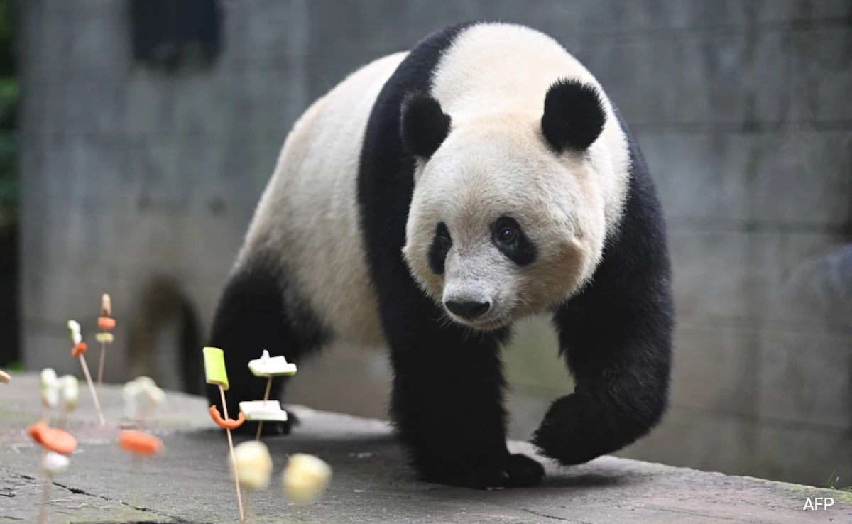 Read more about the article What Is China’s Panda Diplomacy, How It Works