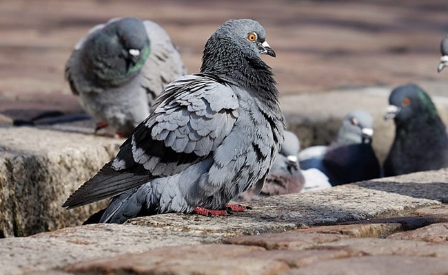 Read more about the article Uproar After German Town Votes To Wipe Out Its Pigeon Population