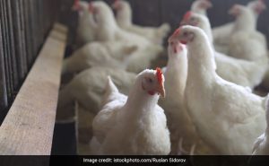 Read more about the article First Confirmed Human Case Of H5N2 Bird Flu Died Of Multiple Factors: WHO