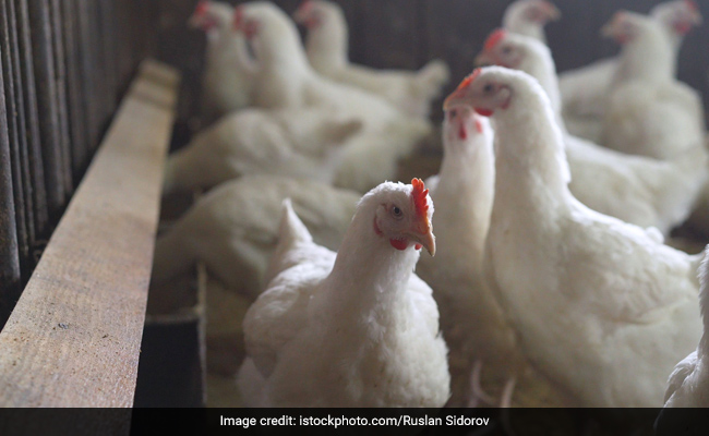 First Confirmed Human Case Of H5N2 Bird Flu Died Of Multiple Factors: WHO