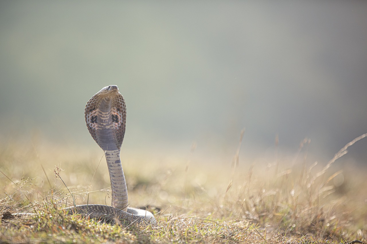 50,000 Die Of Snakebite Every Year, Highest In World: BJP MP In Lok Sabha