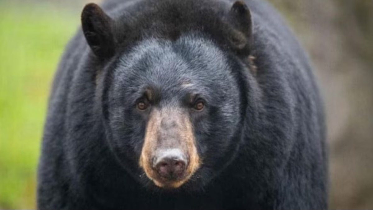 ‘Stressed’ bear attracts unwanted attention in Florida, Police asks people to not take selfies