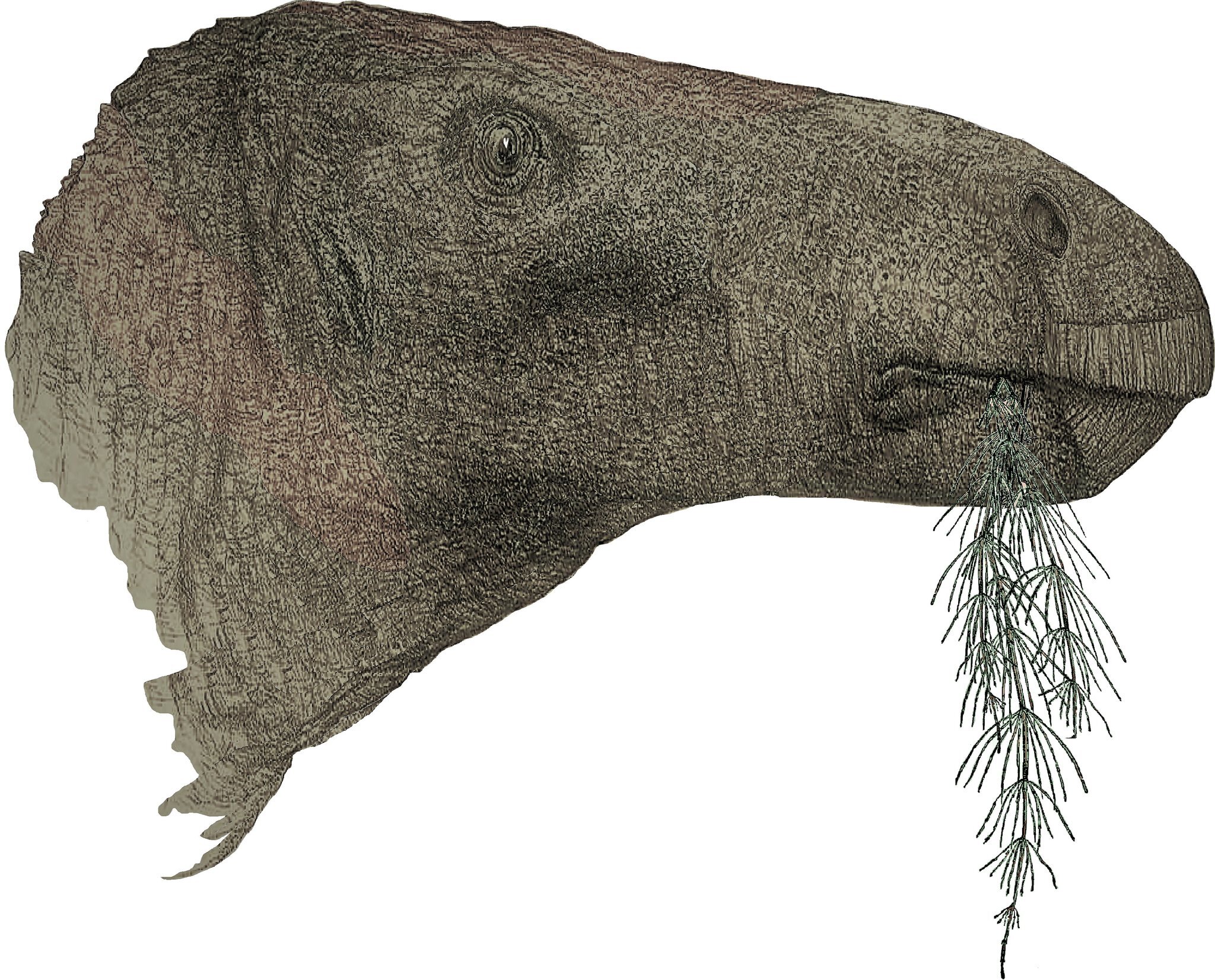 Massive 125-Million-Year-Old Herbivorous Dinosaur’s Fossil Found In England