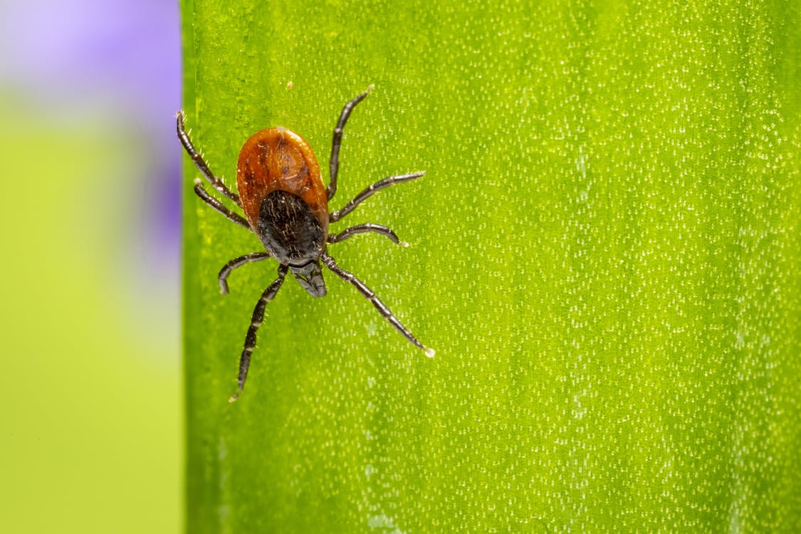 Man Dies In Spain After Contracting ‘Ebola-Like Disease’ From Tick Bite