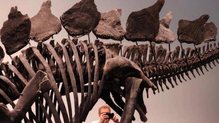 Dinosaur skeleton sells for record .6 million at New York auction