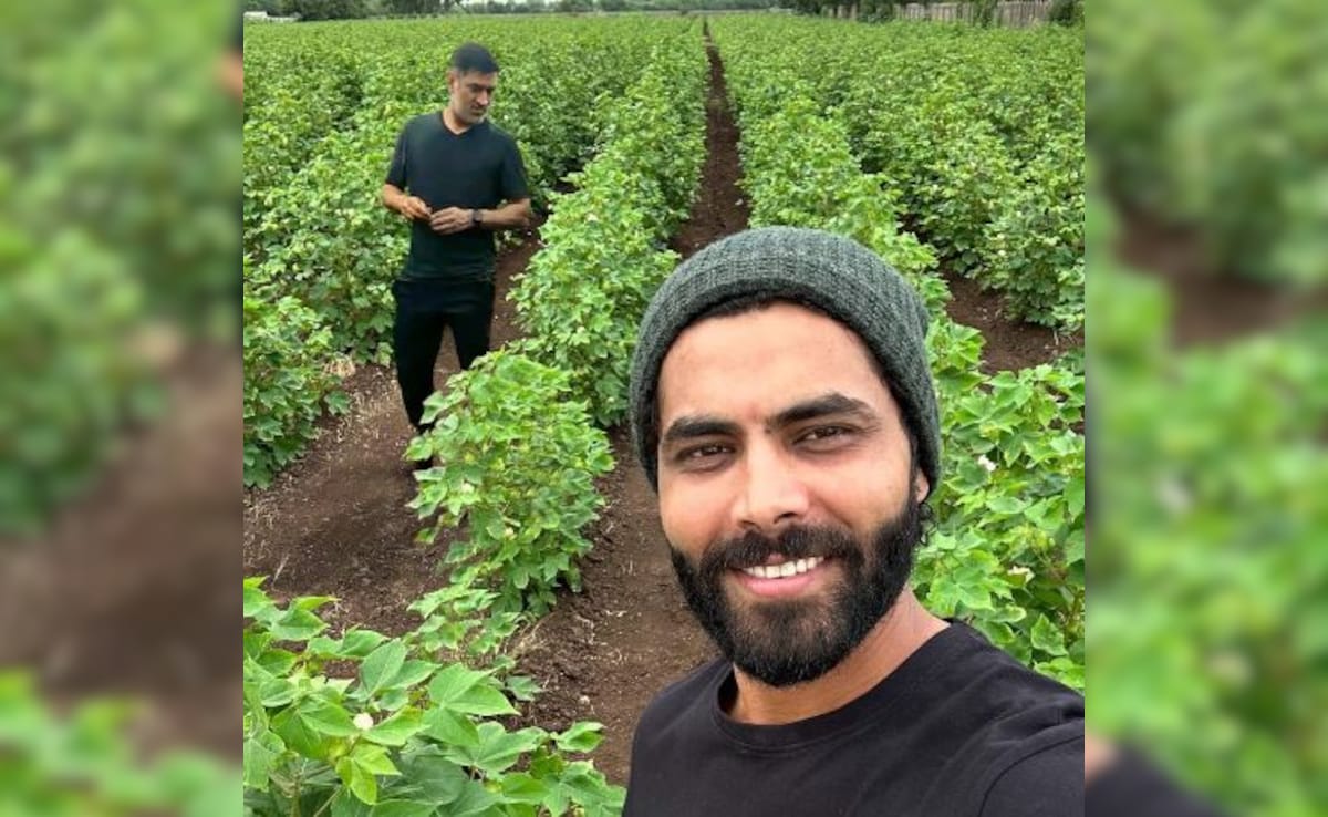 "Thala And Thalapathy": CSK's Viral Post Featuring Dhoni, Jadeja At A Farm