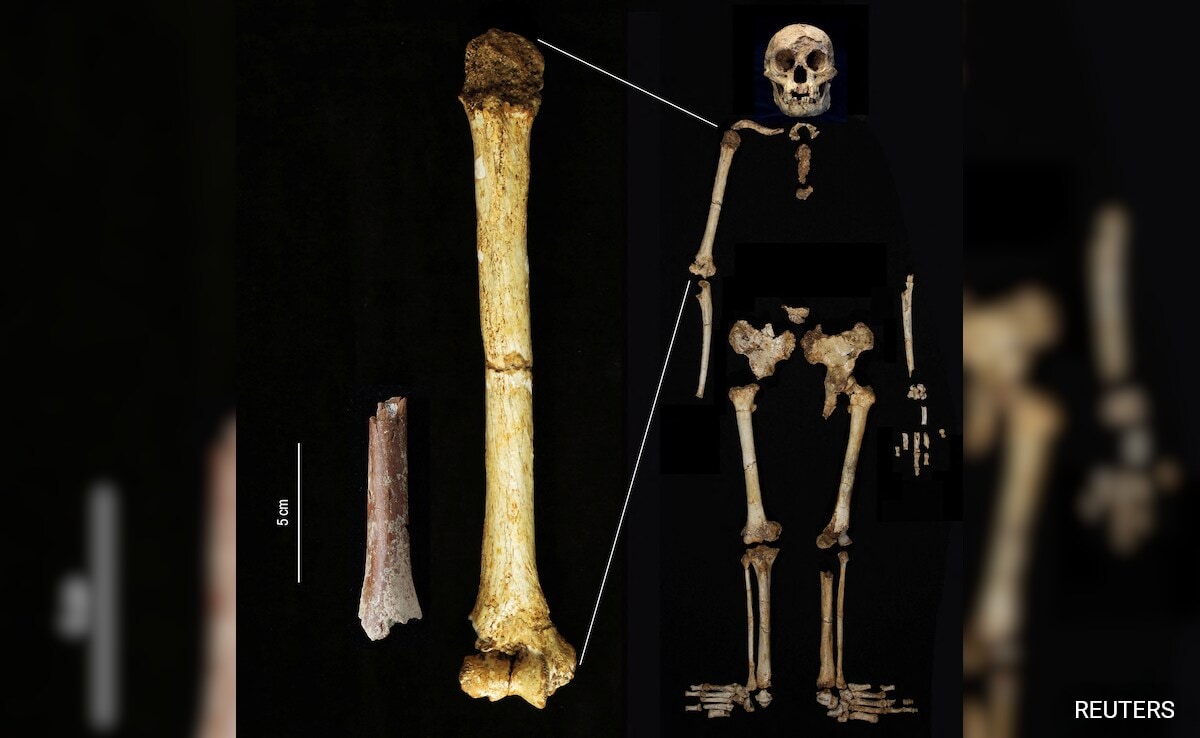 Discovery Of Tiny Arm Bone Sheds Light On Mysterious ”Hobbit” Humans