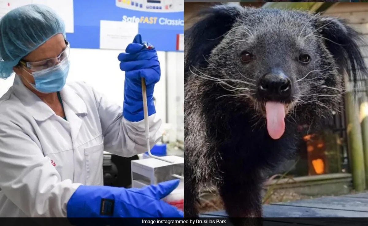 Rare ‘Bearcat’ That Died In UK Zoo To Be Cryogenically Frozen