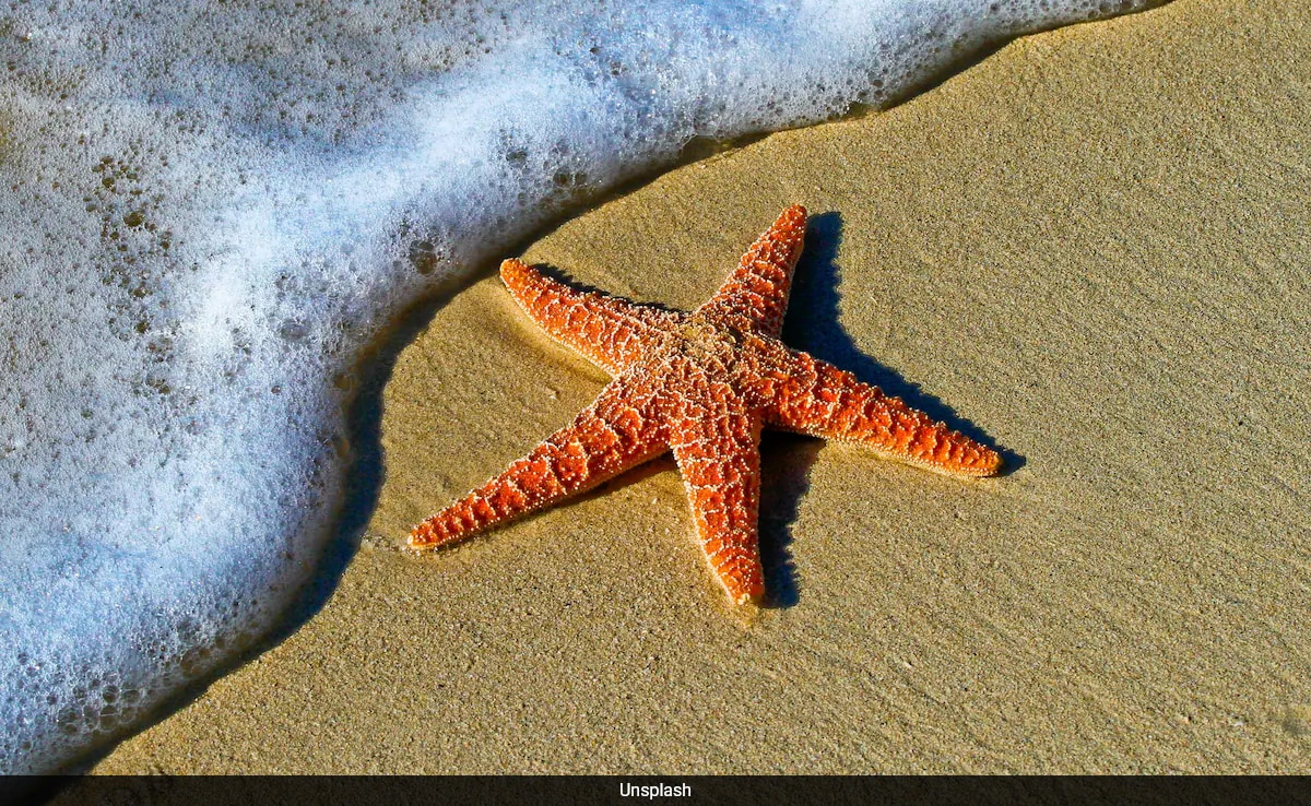 A Hormone Makes Starfish Lose Limb To Survive Predators. Humans Have It Too