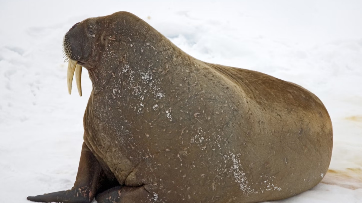 Extinct Walrus-like Mammal Discovered in Atlantics, Provides New Insights into Marine Evolution