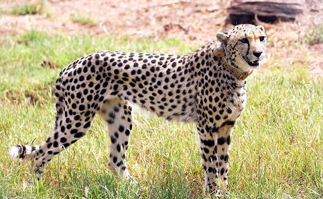 Cheetahs At Kuno National Park To Roam Free After Year-Long Enclosure Stay