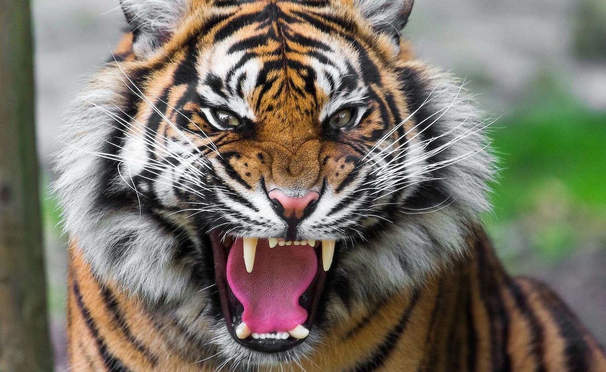 Tiger Attacks 5 After Escaping From Rajasthan's Sariska Tiger Reserve