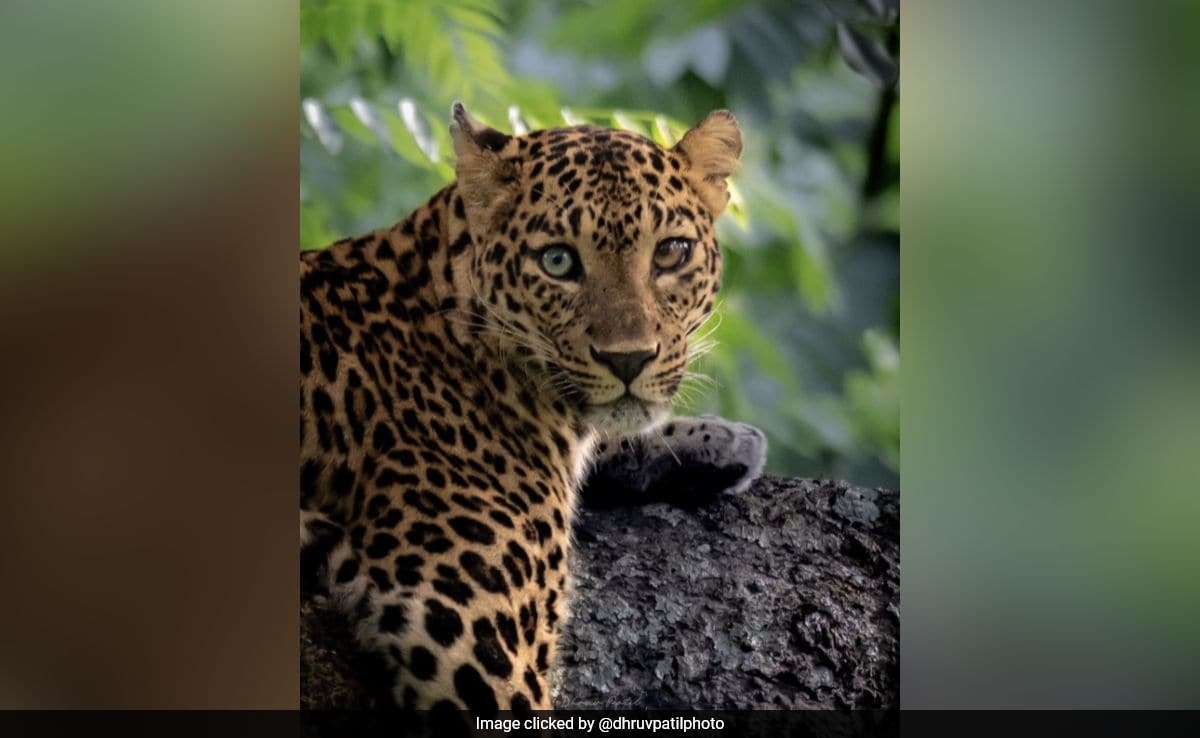 In A First, Leopard With Different-Coloured Eyes Clicked In Bandipur