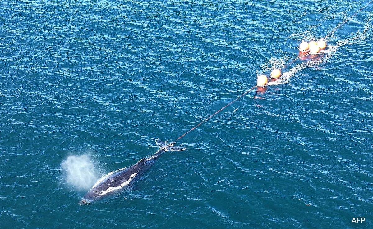 Humpback Whale Freed From Entanglement After 22-Hour Rescue In Sydney