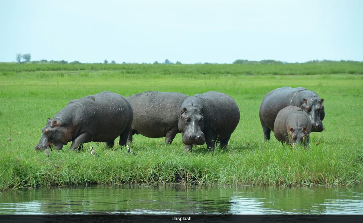 Namibia To Kill 700 Animals, Including Elephants, Zebras, And Hippos, For Meat Amid Severe Drought