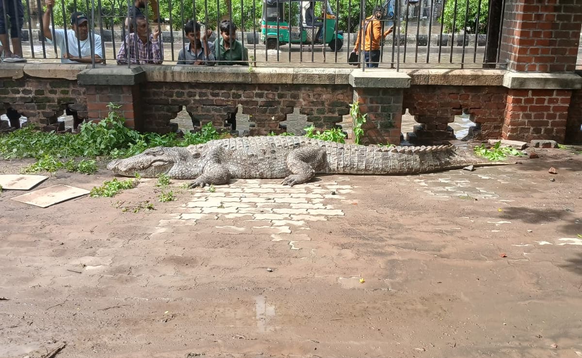 Not Just Floods, Vadodara Is Also Fighting Crocodiles After Gujarat Rain