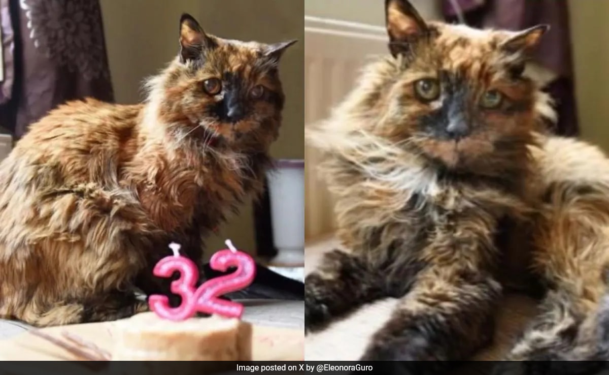 Rosie, The World’s Oldest Cat, Dies At 33