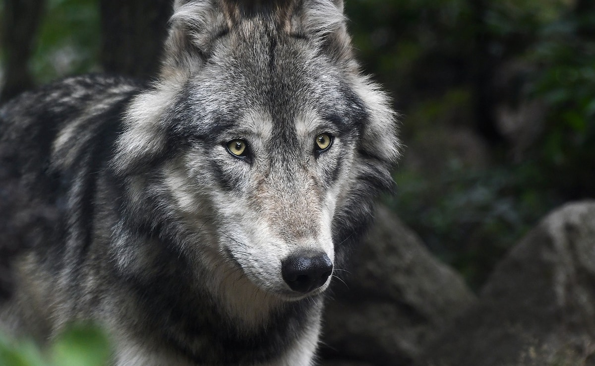 Wolf Terror On The Rise In Uttar Pradesh, 13-Year-Old Boy Attacked