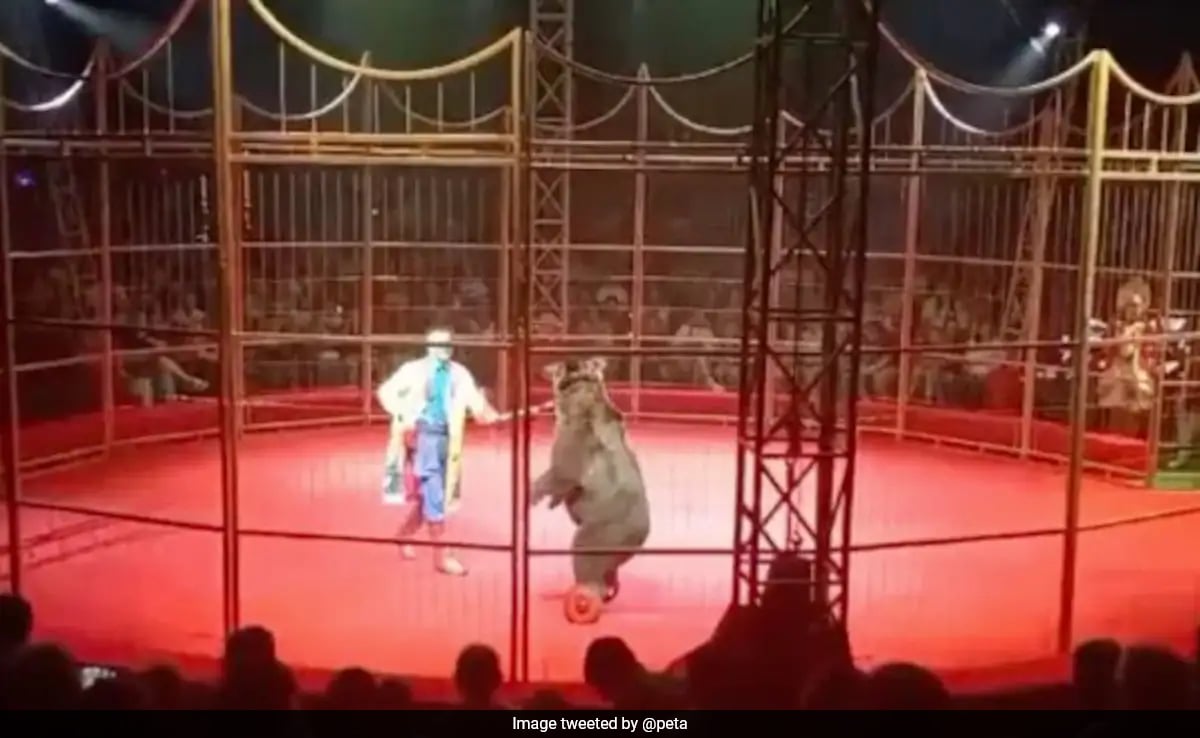 Angry Bear Attacks Circus Trainer In Front Of Horrified Audience In Russia