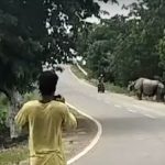 On Camera, Biker Chased And Attacked By Rhino In Assam, Dies