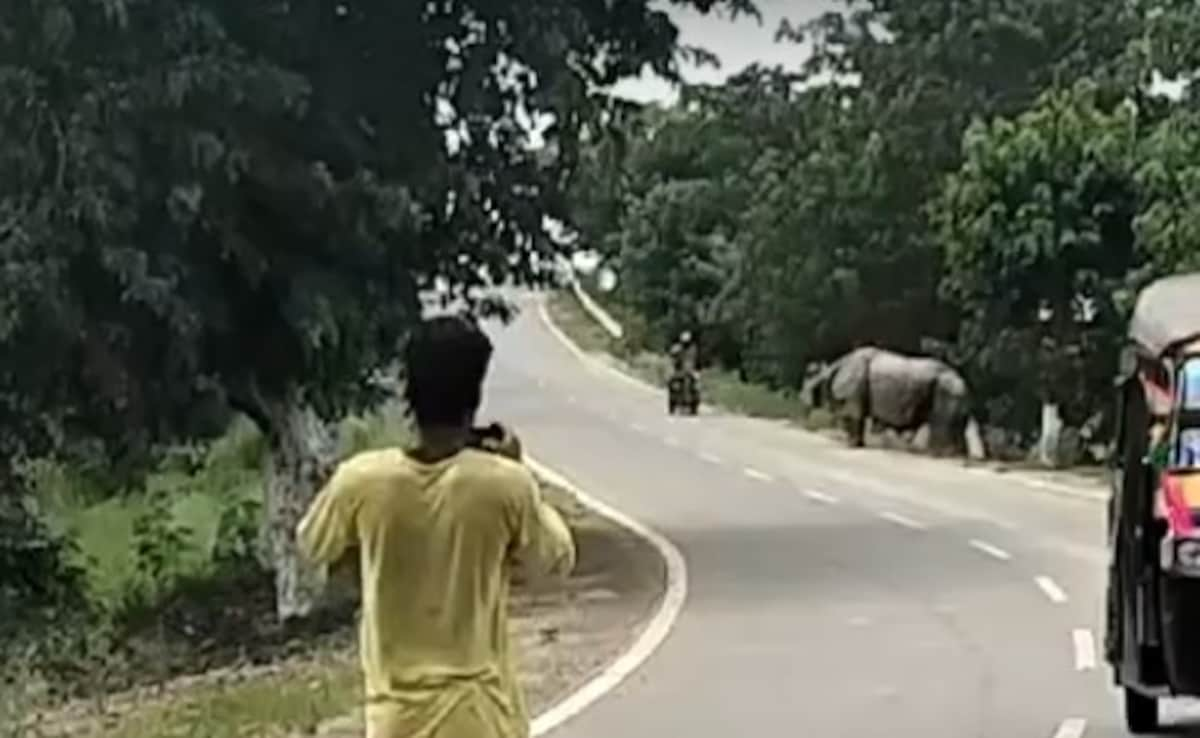 On Camera, Biker Chased And Attacked By Rhino In Assam, Dies