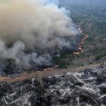 Amazon Forest Has Lost Area The Size Of Germany, France To Deforestation