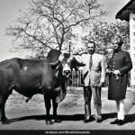 How India’s ‘Krishna’ Bull Revolutionised Brazil’s Dairy Industry