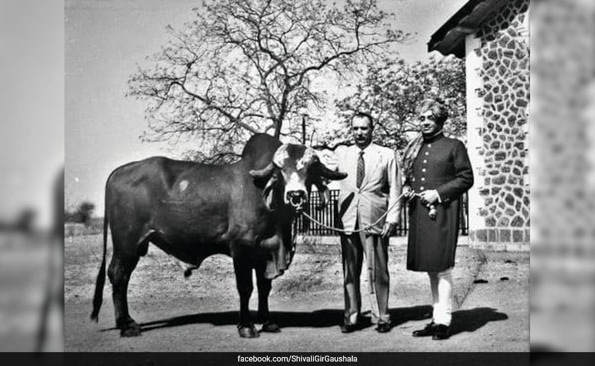 How India’s ‘Krishna’ Bull Revolutionised Brazil’s Dairy Industry