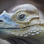 Scuba Diving Lizards Use Air Bubbles to Breathe Underwater and Stay Hidden from Predators