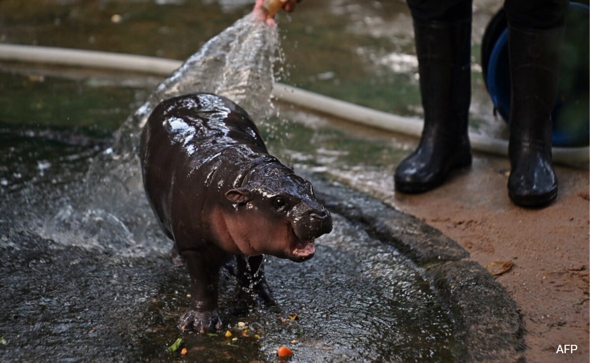 Thai Zoo That Homes Viral Pygmy Hippo ‘Moo Deng’ Earns 4 Times More Now