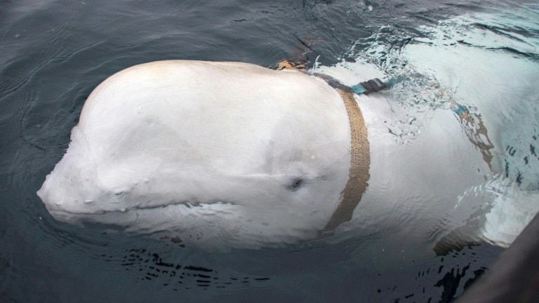 Russian spy Beluga whale found dead in Norway, first appeared near Finnmark in 2019