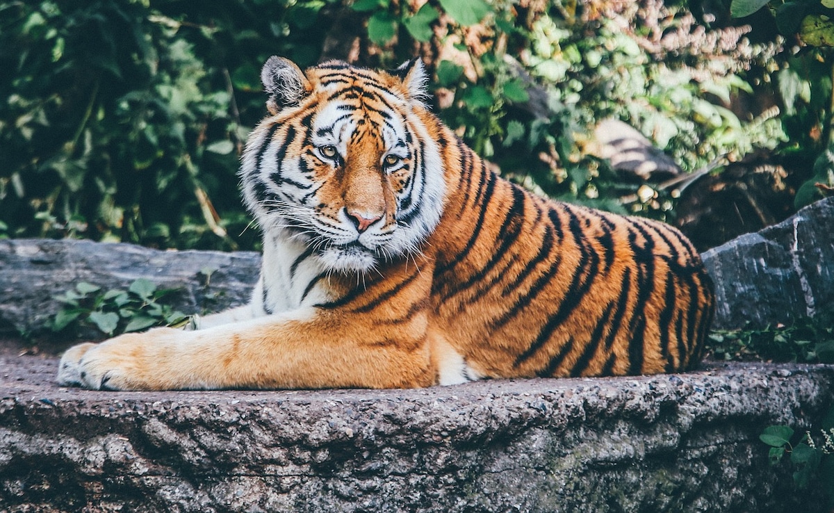 Colonialism Turned Tigers To Trophies. How India Relocated Humans To Save Them