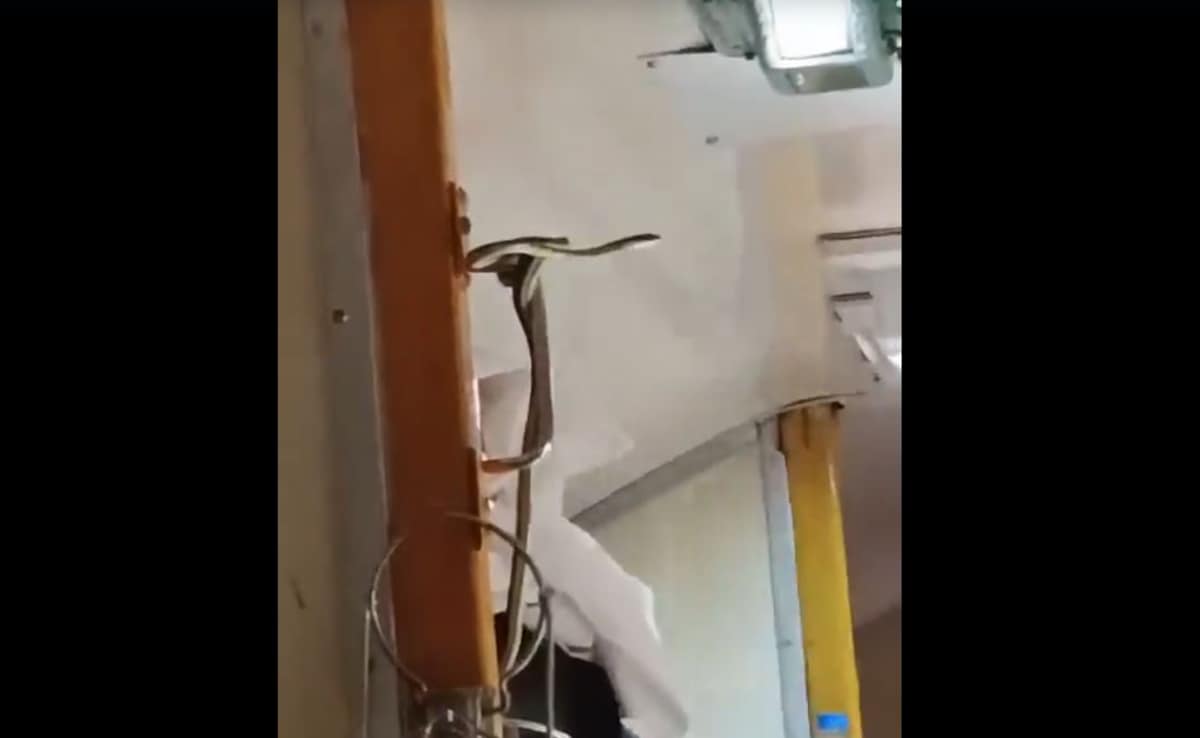 Video: Snake In A Train Going To Mumbai, Passengers Run From Their Seats