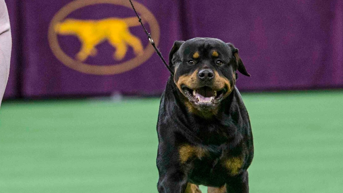 US Florida woman unleashes pet Rottweiler to kill boyfriend’s daughter, 9; arrested