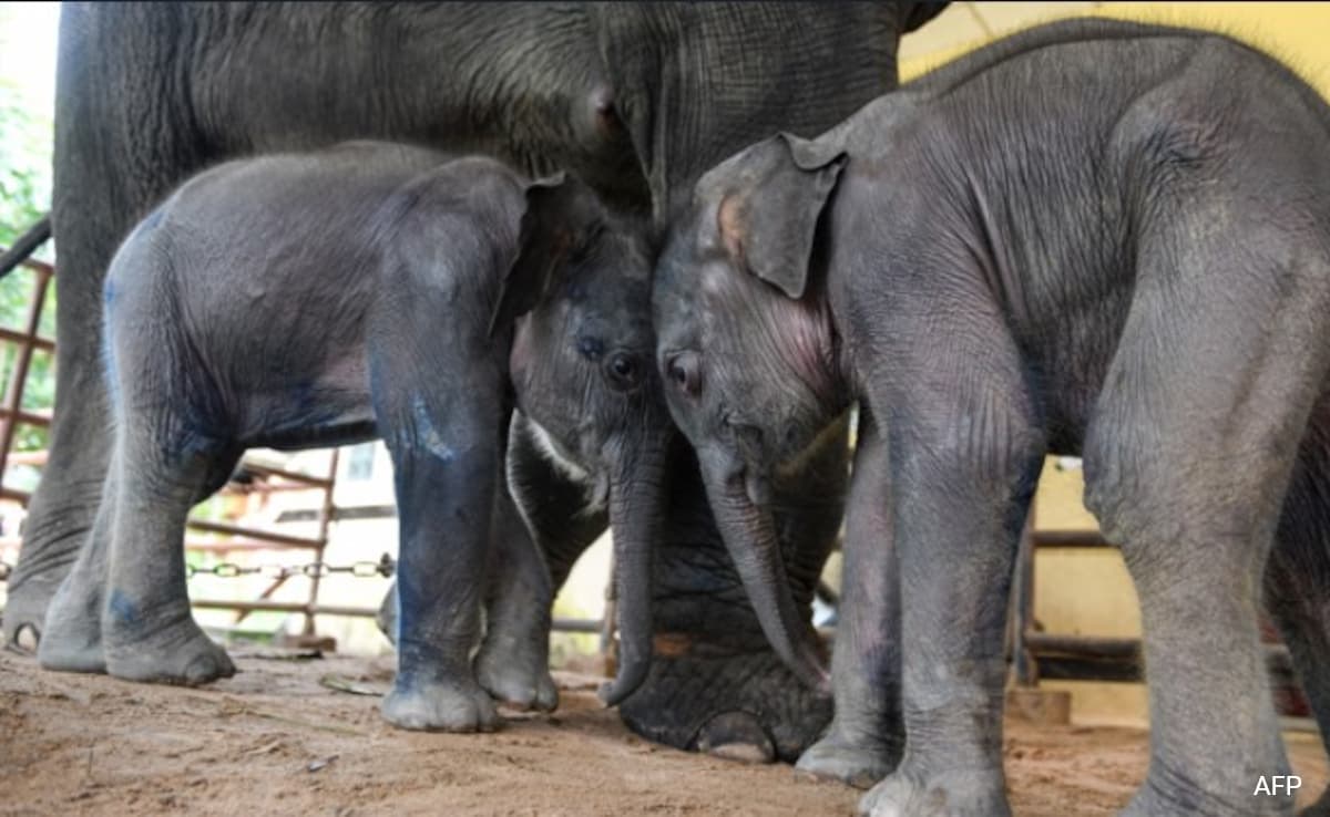 Rare Twin Elephants Born In Myanmar Timber Camp