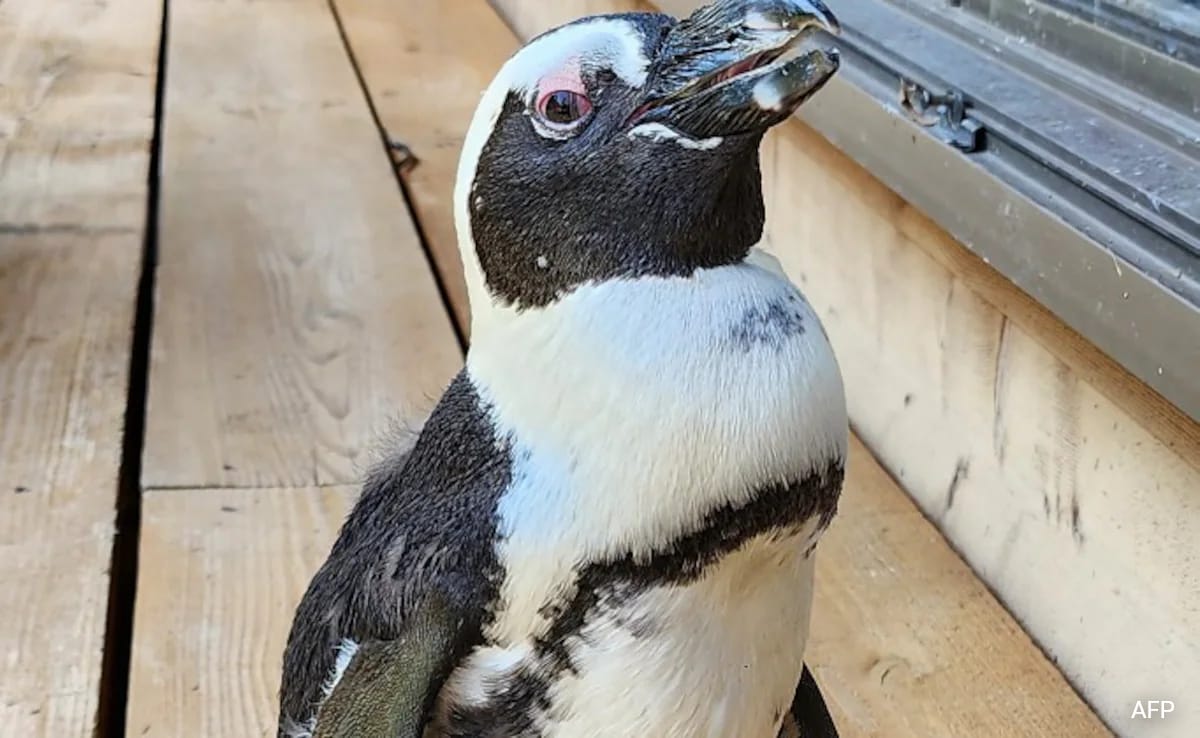 Japan Penguin Found Safe 2 Weeks After Escape, Keeper Calls It A Miracle