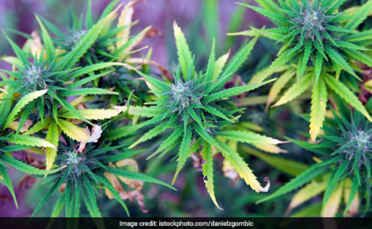 Himachal Assembly Adopts Resolution For Legal Cannabis Cultivation In State