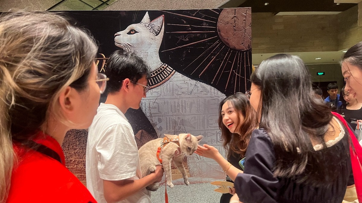 China’s Shanghai Museum welcomes visitors and cats for ‘Meow Night’, exhibition inspired by Egyptian goddess Bastet