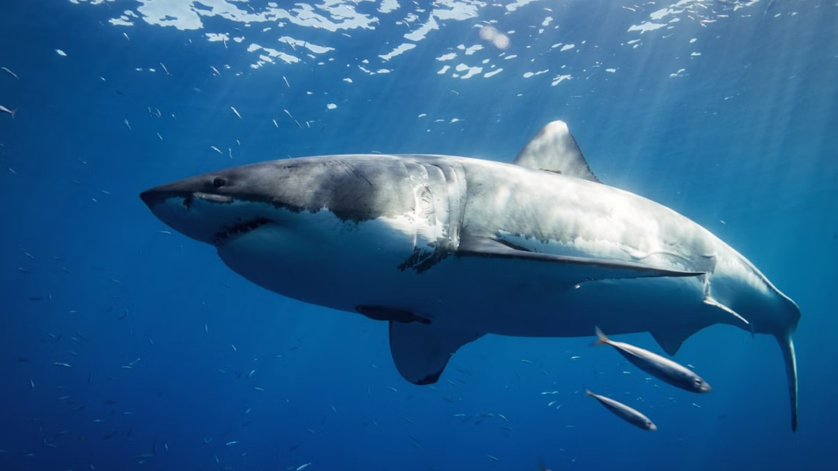 Great White Sharks Gather at a Mysterious Spot in the Pacific Ocean Called White Shark Café