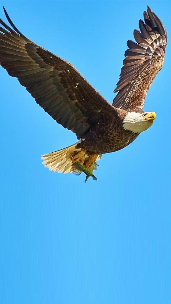 Golden Eagle Attacks Norwegian Toddler, Killed By Gamekeeper: Report