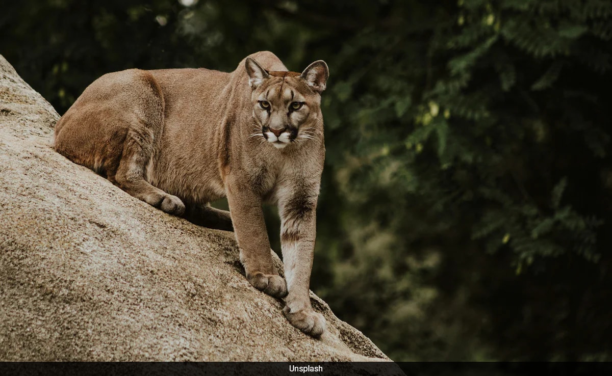 Brave Man Saves 5-Year-Old Son From Mountain Lion Attack In The US