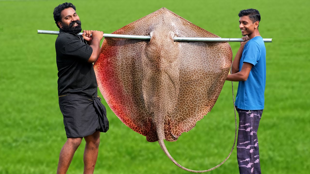 60 Kg Giant StingRay In Mud Hole | തിരണ്ടി ചുട്ട് കറിവെച്ചപ്പോൾ | M4 Tech |