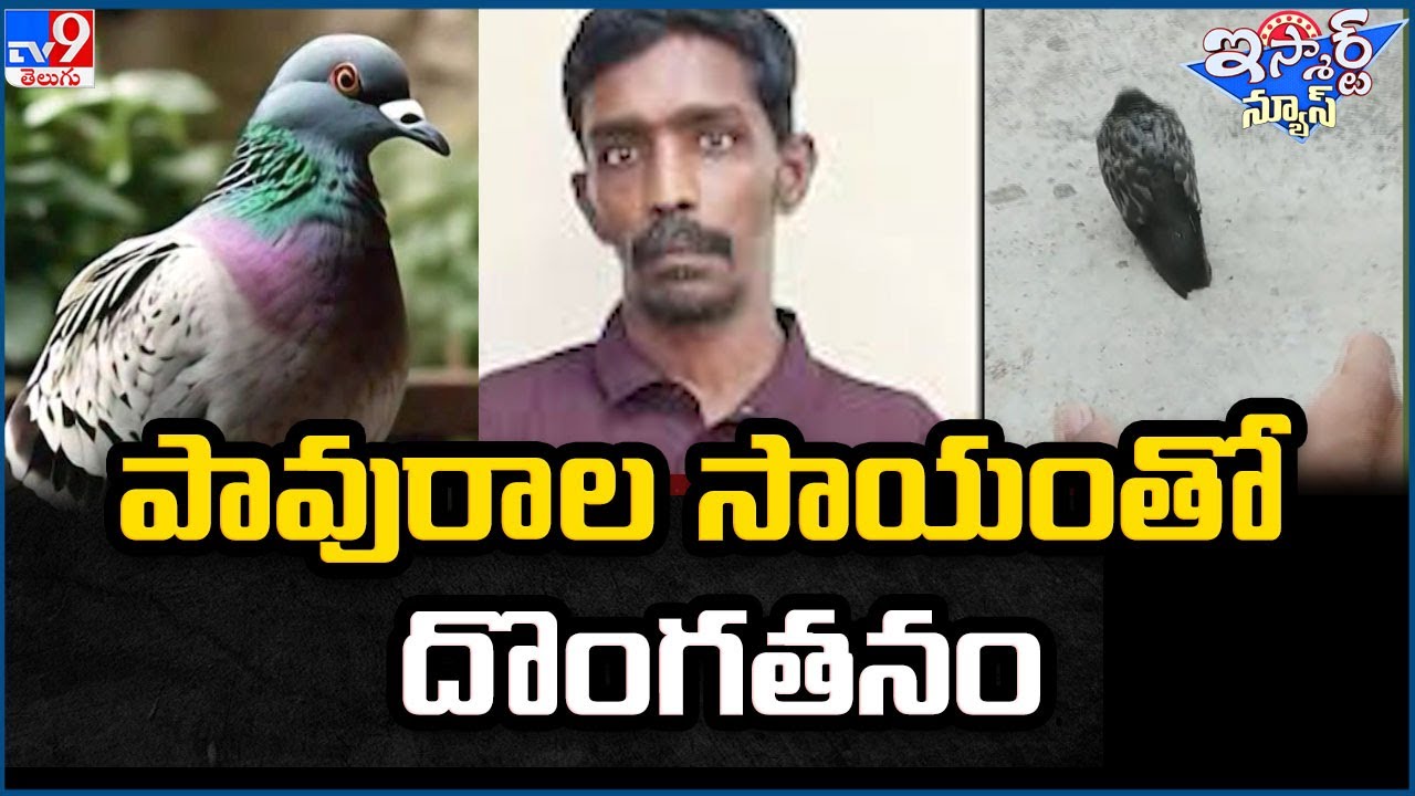 iSmart News : పావురాల సాయంతో దొంగతనం | Theft with the help of Pigeon – TV9