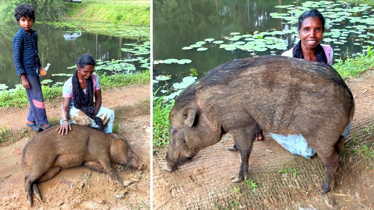 കാട്ടിൽ പന്നി കണ്ടെത്തിതന്ന നിലക്കാത്ത നീരുറവ കൊടും വേനലിലും വറ്റാറില്ല..😱 Wayanad