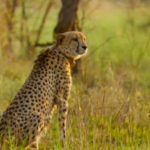 Female Cheetah To Soon Give Birth To Cubs At Kuno National Park